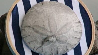 Beach Vacation Sand Dollar Keepsake