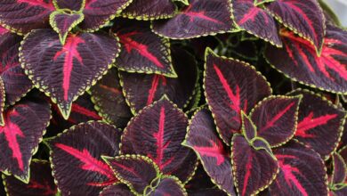 Hot New Coleus