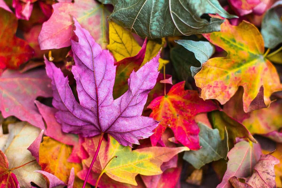 Coloured Autumn Leaves