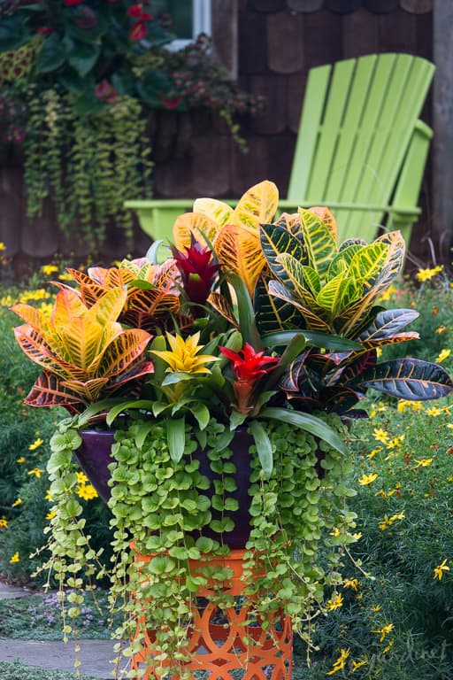 Foliage-Favorites-for-Summer-Fun
