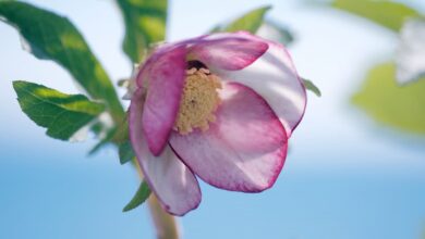 Helleborus Sternii