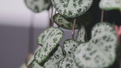 String of Hearts Plant