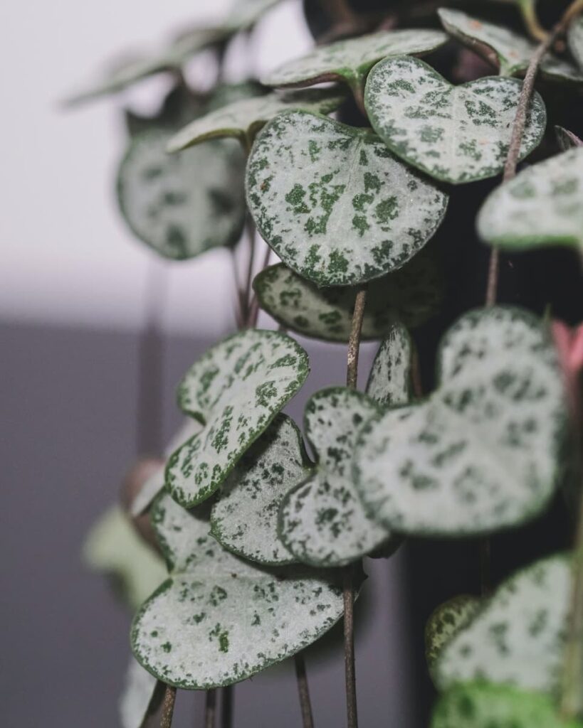 String of Hearts Plant