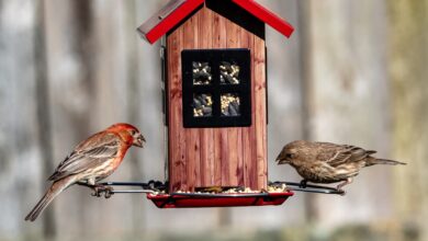 BIRD FEEDERS