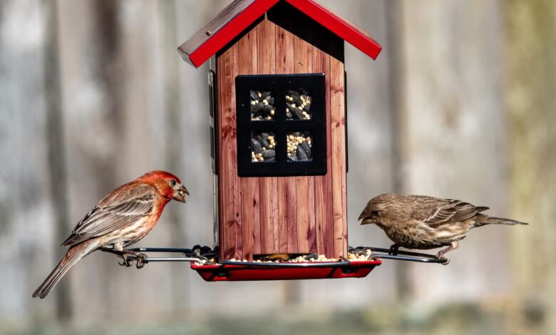 BIRD FEEDERS