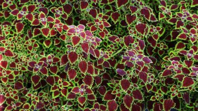 Group of Coleus leaf plant