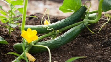 Fresh cucumbers from the garden