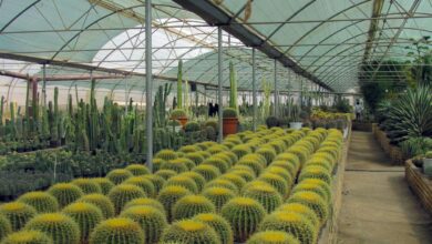 Greenhouse planting a different kinds of cactus