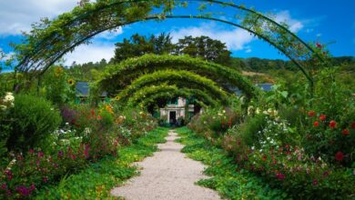 A pathway full of beautiful plants