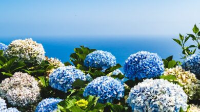 Hydrangeas flowers