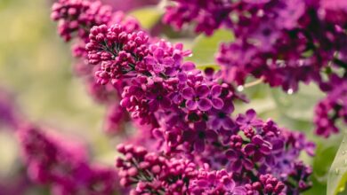 Lilac flower plant