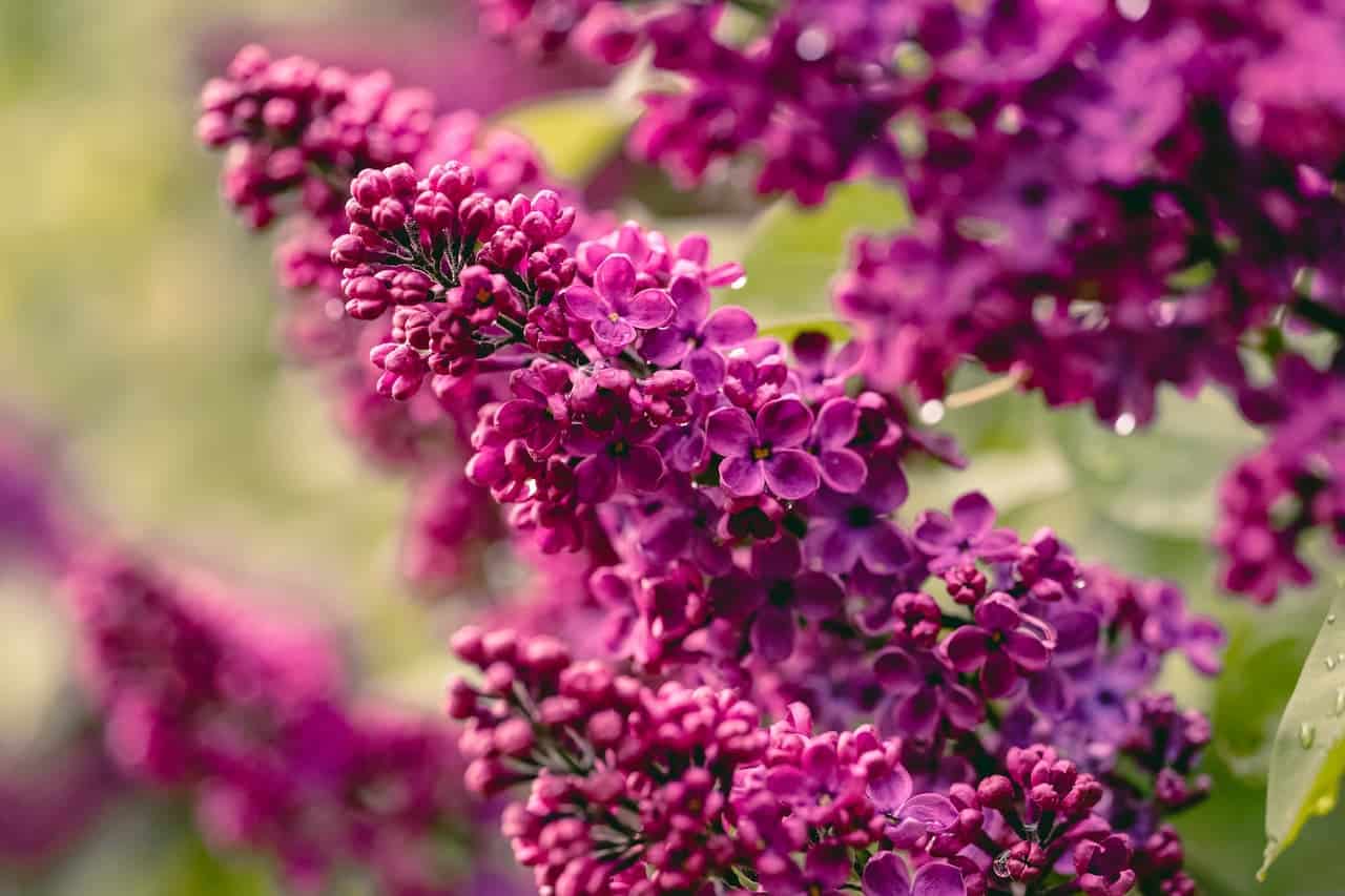 How to Prune Lilacs Gradening Garden Care