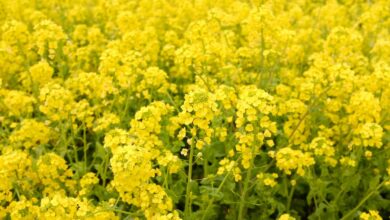 Mustard plant blossoms