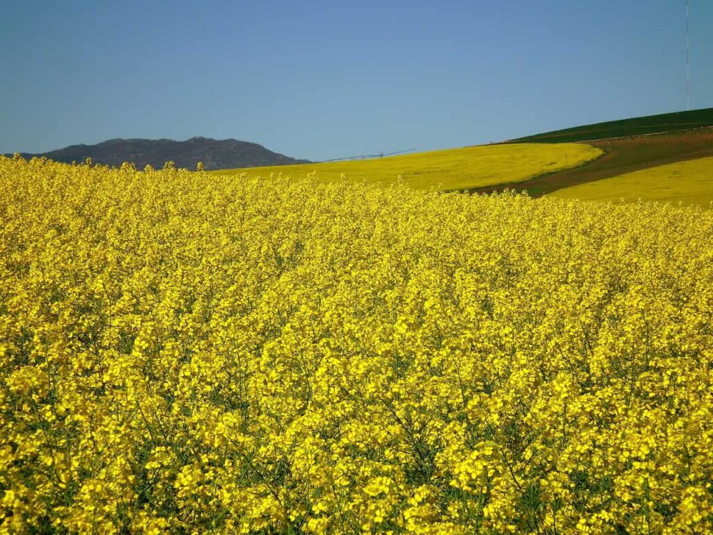A field full of mustard plants