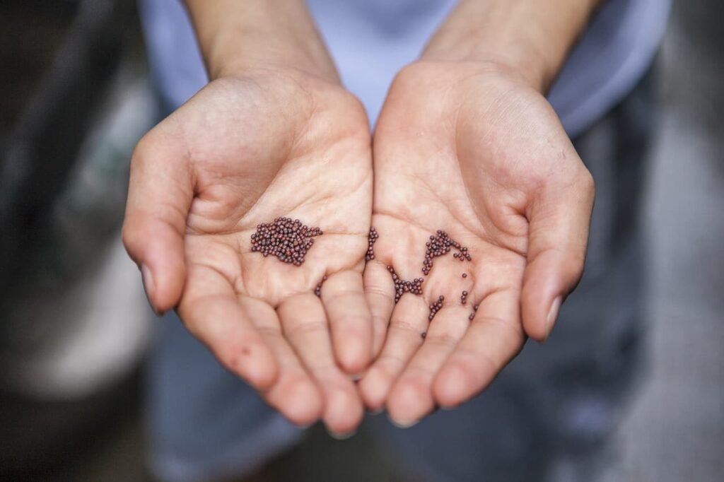 Mustard flower seeds