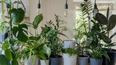 Indoor plants used as decorations inside the house