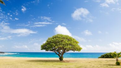 A small tree beside the beach