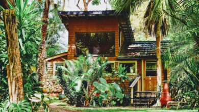 House covered in plants and trees