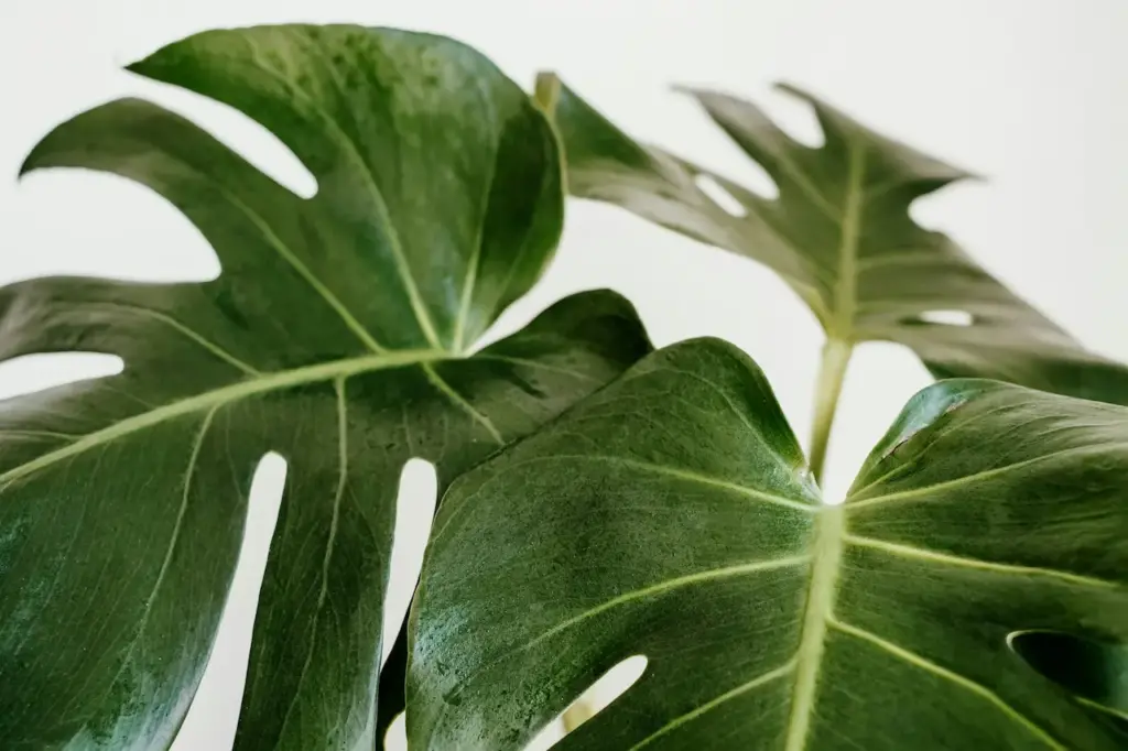 2014 Fine Foliage Leafy Award