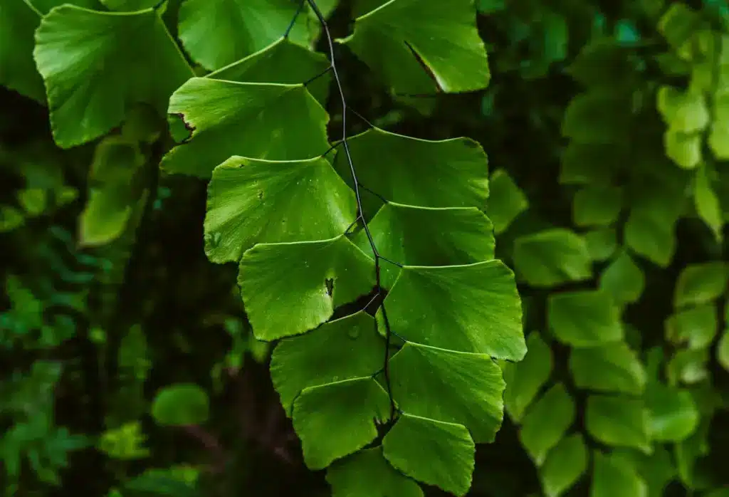 A Perfect 10 Foliage Plants for August Refreshment