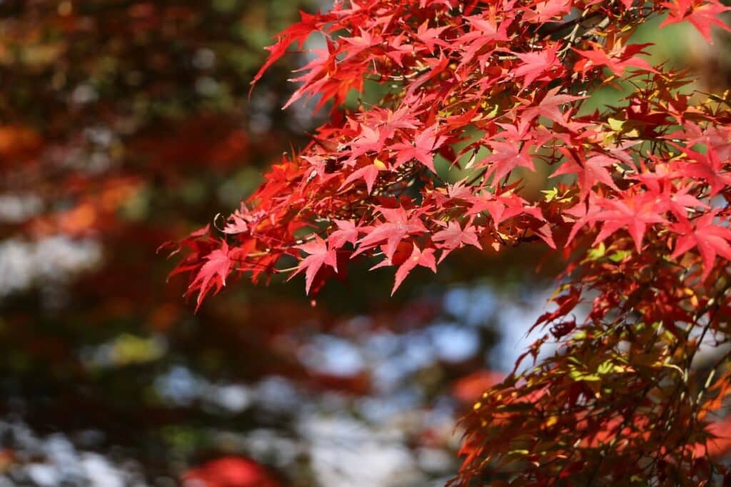 Acer palmatum