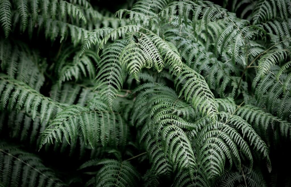 Asparagus Fern