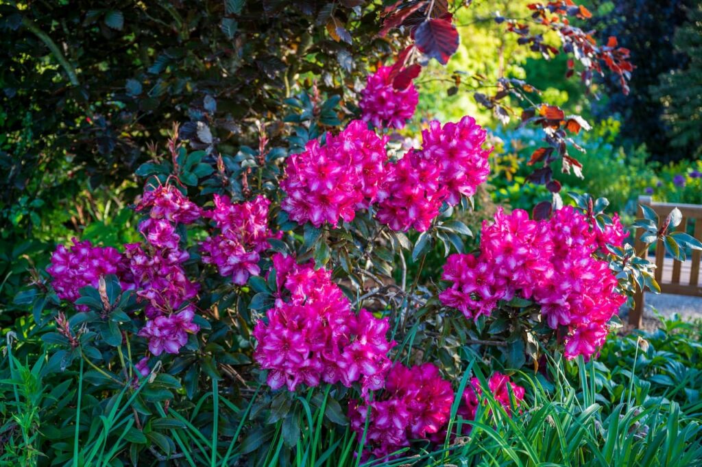 Bellevue Botanical Gardens