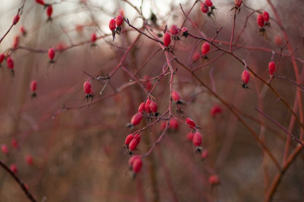 Berberis Thunbergii