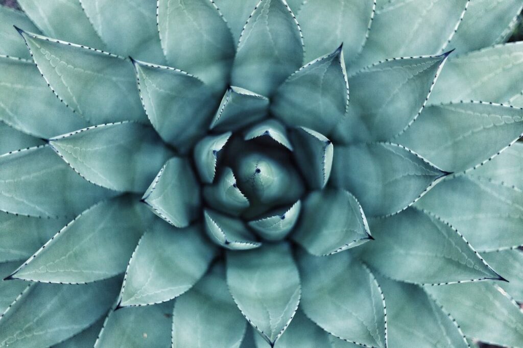 Blue-toned foliage