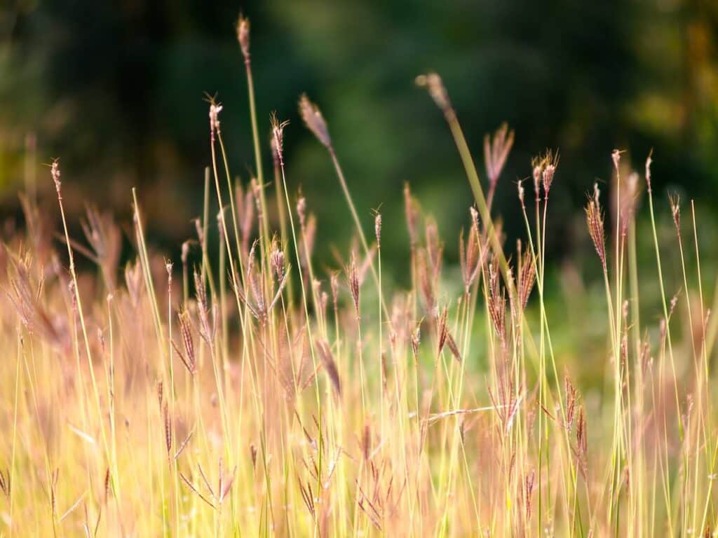 Burgundy grass