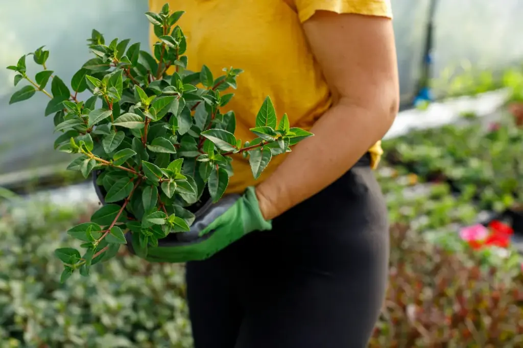 Busy Gardeners 
