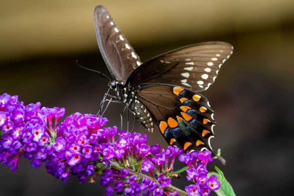 Butterfly bush