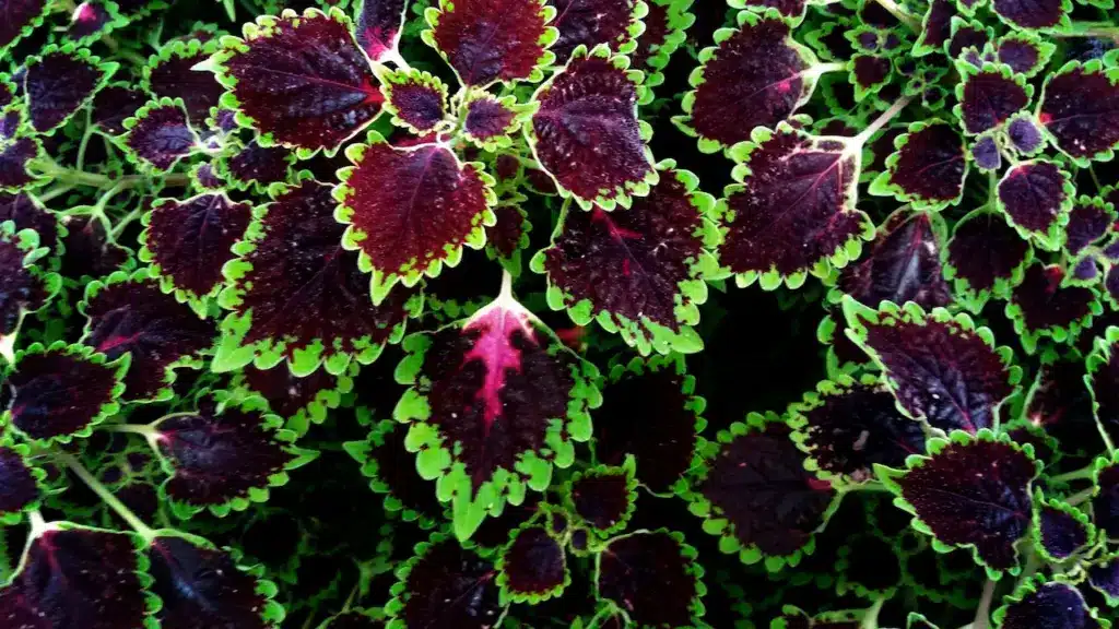 Coleus Leaves Image 