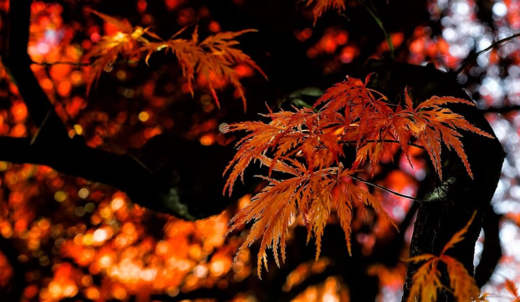 Color Foliage