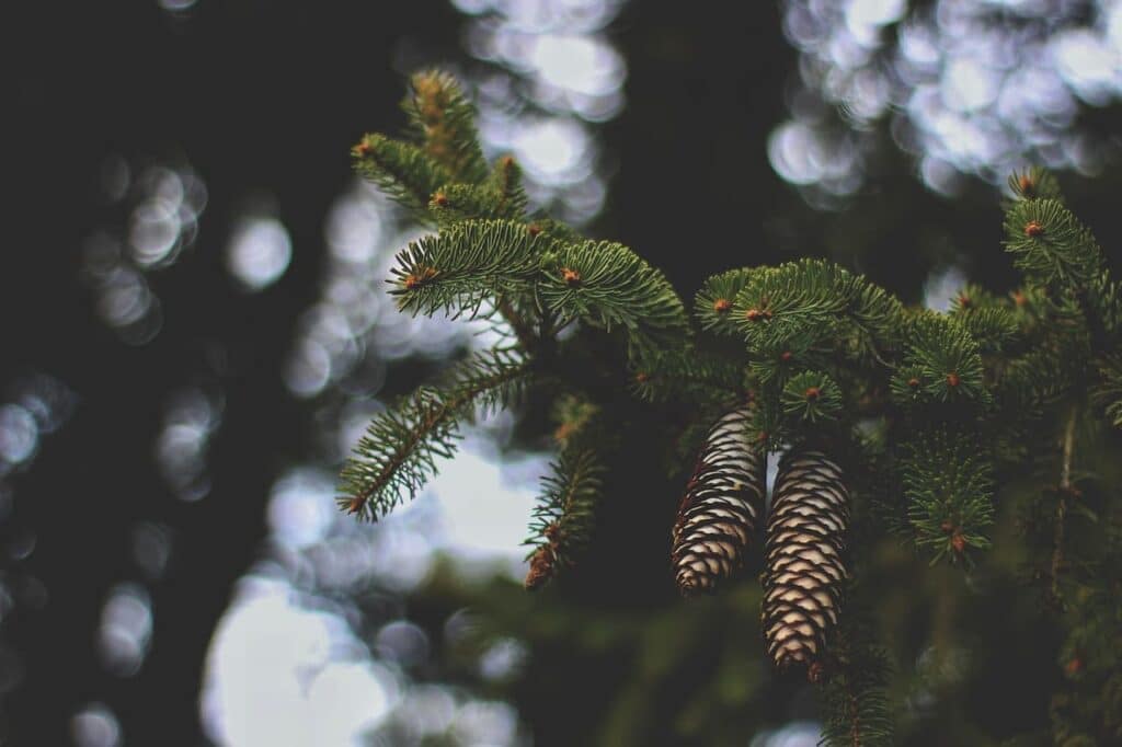 conifer