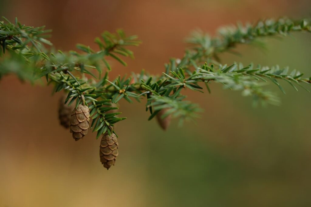 Conifer Plants