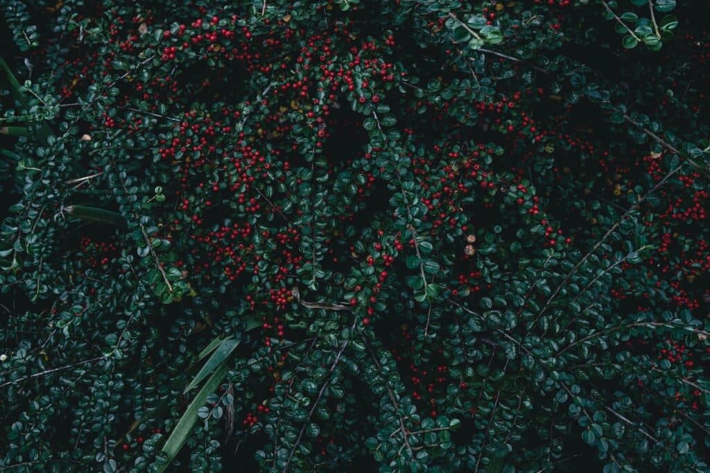 Cotoneaster dammeri