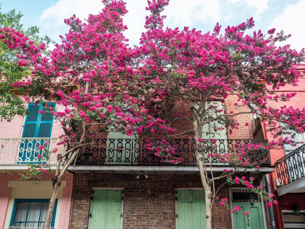 Crepe Myrtle flower 