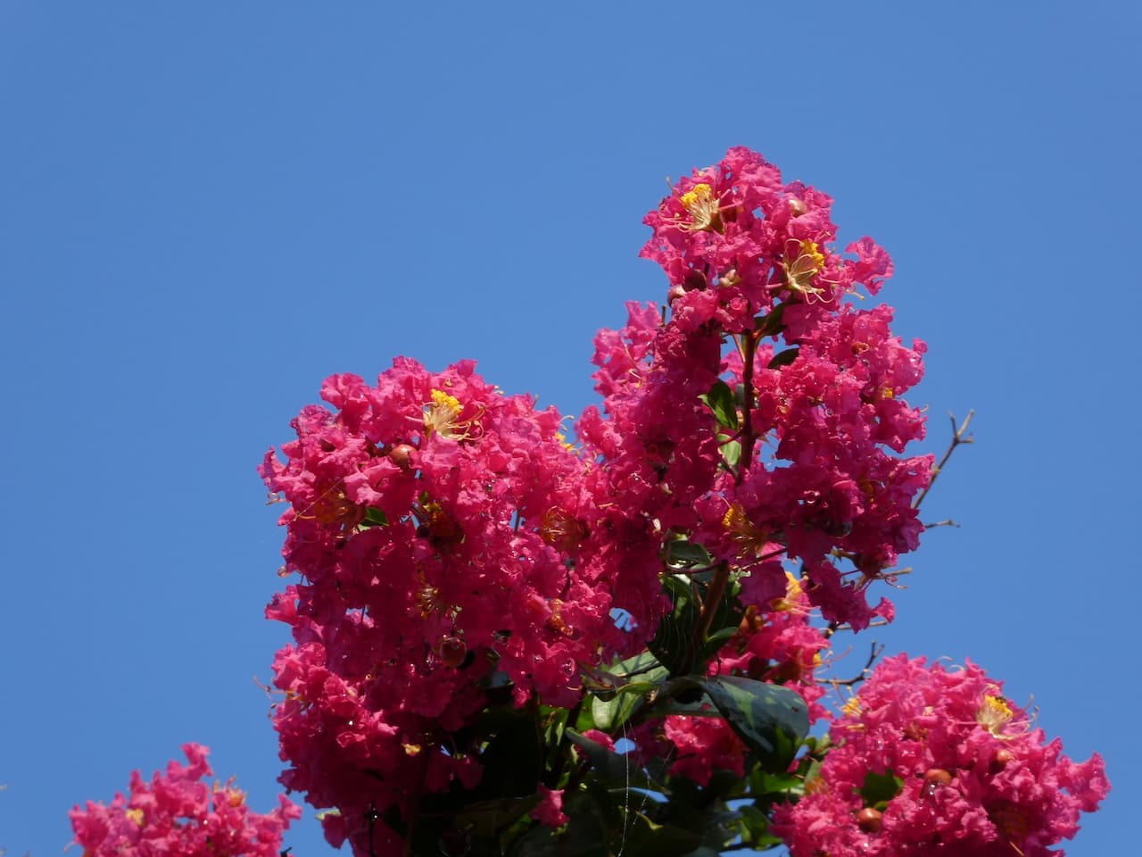 Crepe Myrtle Tackle Branches