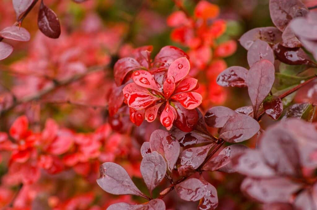 Crimson Pygmy barberry