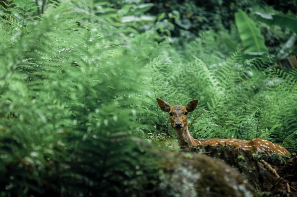 Deer Fern