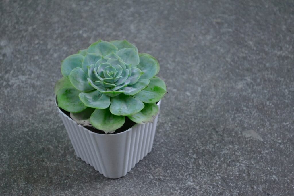 Echeveria