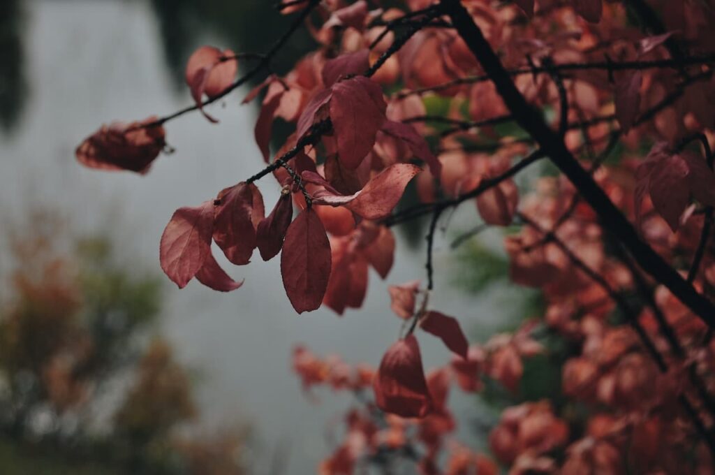 Euonymus 