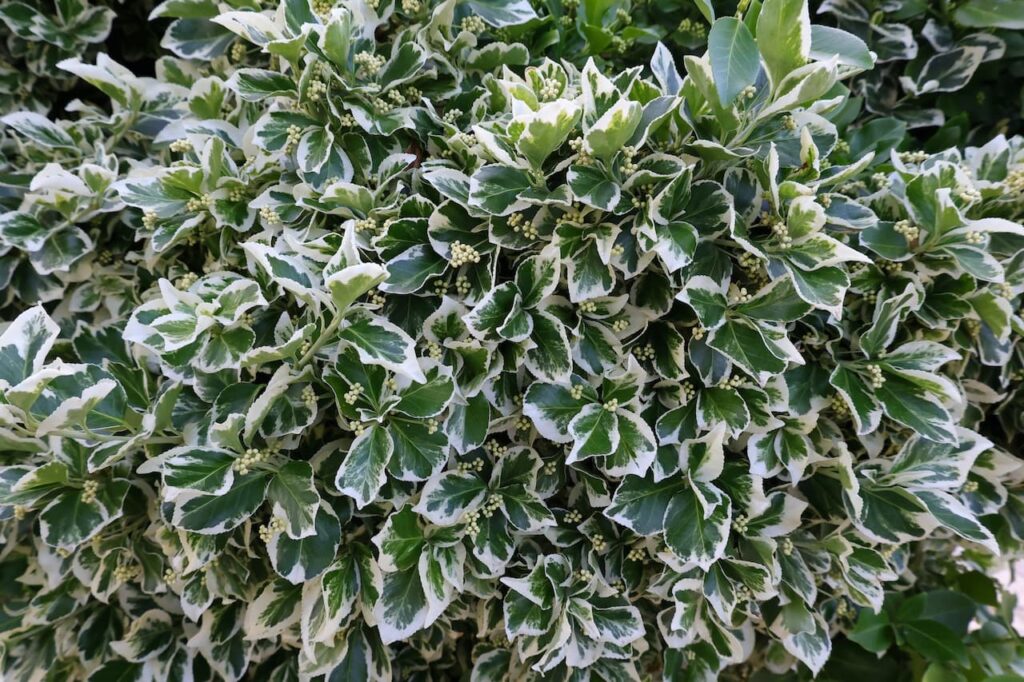 Euonymus