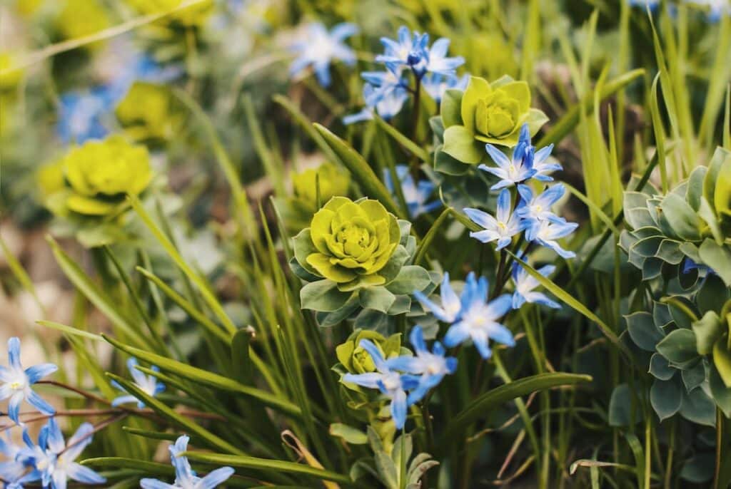 Euphorbia rigida