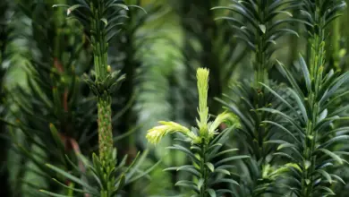 Evergreens That Aren't Ever Green