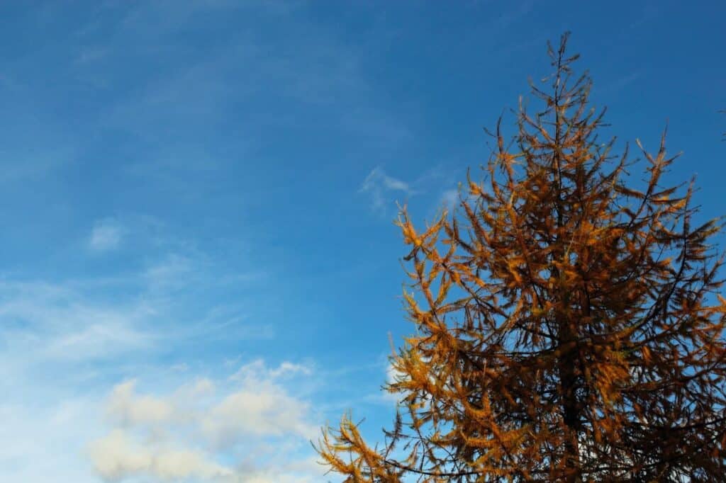 Fall color on Weeping Larch