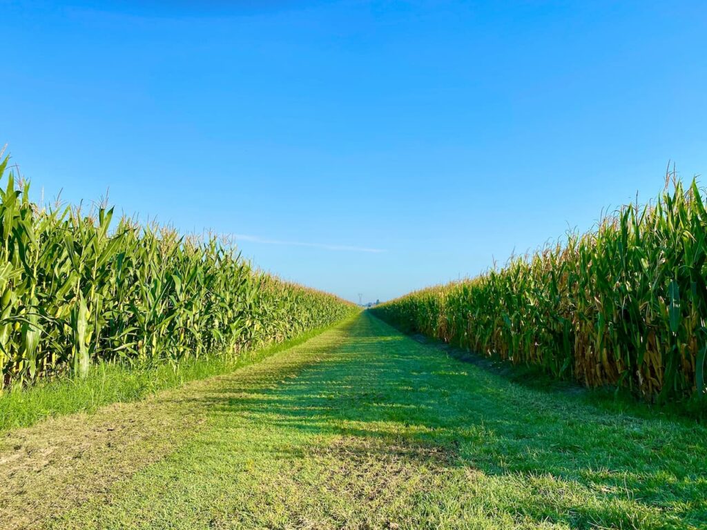 Green grass field full of sweetcorn plants