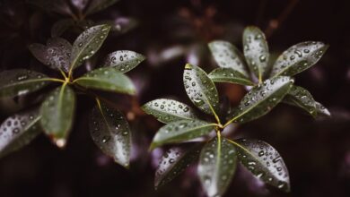 Fierce Foliage