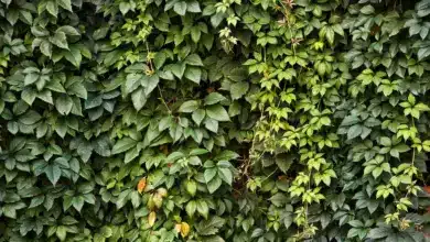 Fine Foliage Found at Dunn Gardens